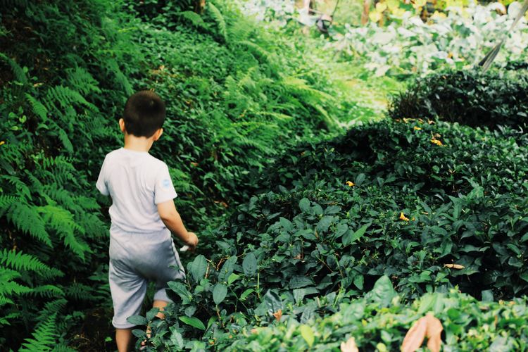 Rear view of boy walking amidst plants