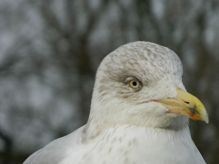 Close-up of seagull