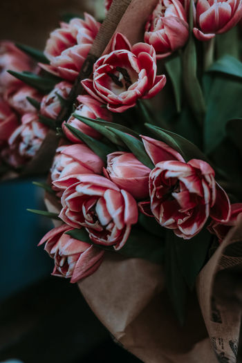 Bouquet of pink spring tulips