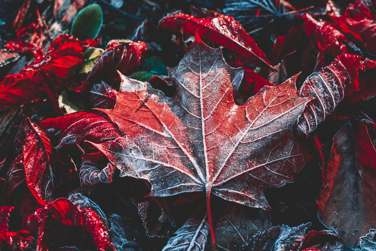 Close-up of red maple leaves