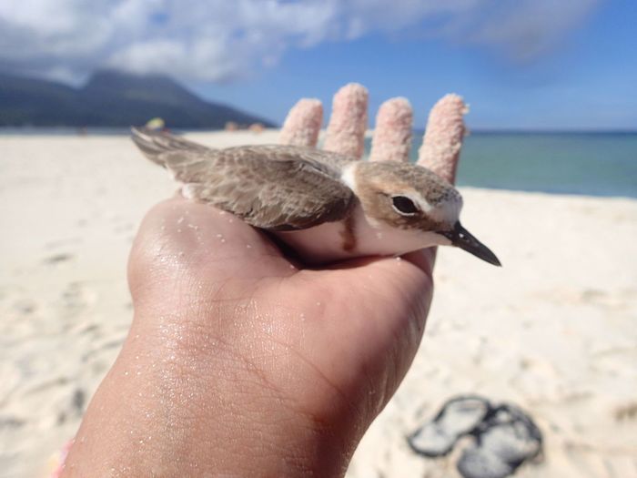 Close-up of hand holding bird at beach against sky