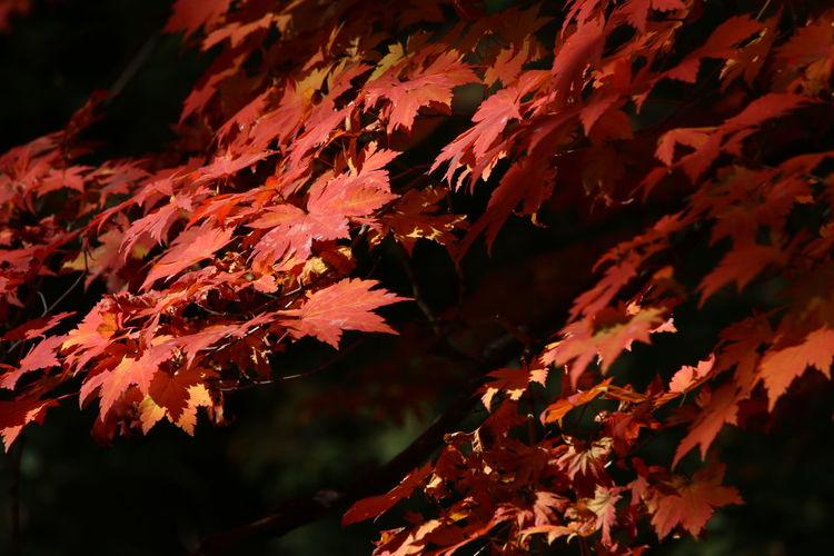 Close-up of maple leaves on tree during autumn