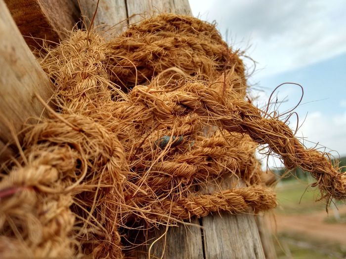 Low angle view of rope tied on bamboo against sky
