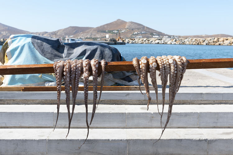 Fresh octopus drying in the sun