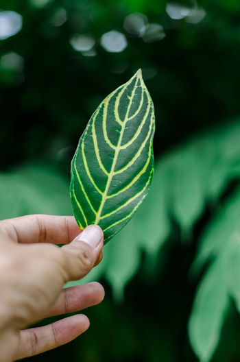 Cropped hand of person holding green leaf