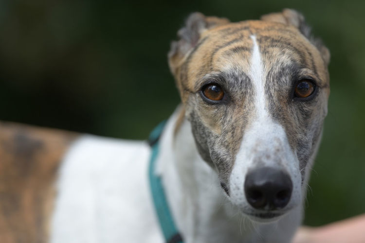 Looking directly at the camera, the symmetrical face patterning of this greyhound is visible