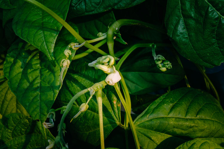High angle view of flower buds