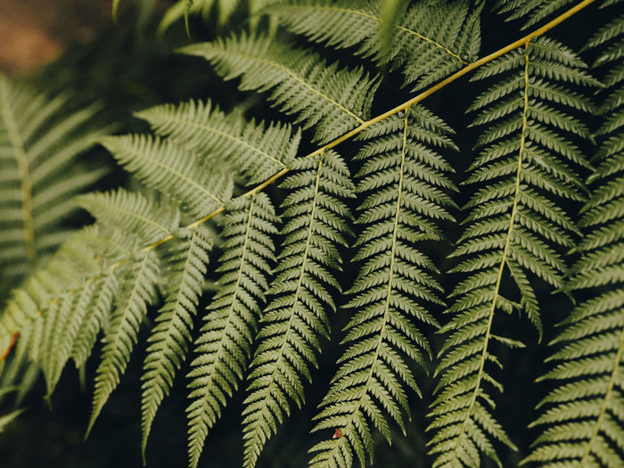 Detail shot of ferns in scotland