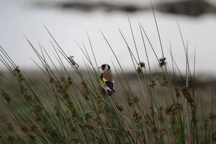 Goldfinch perching on plant in field against sky