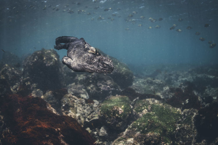 Animal on rock undersea
