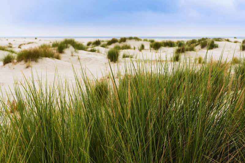 Close-up of wheat growing on beach against sky