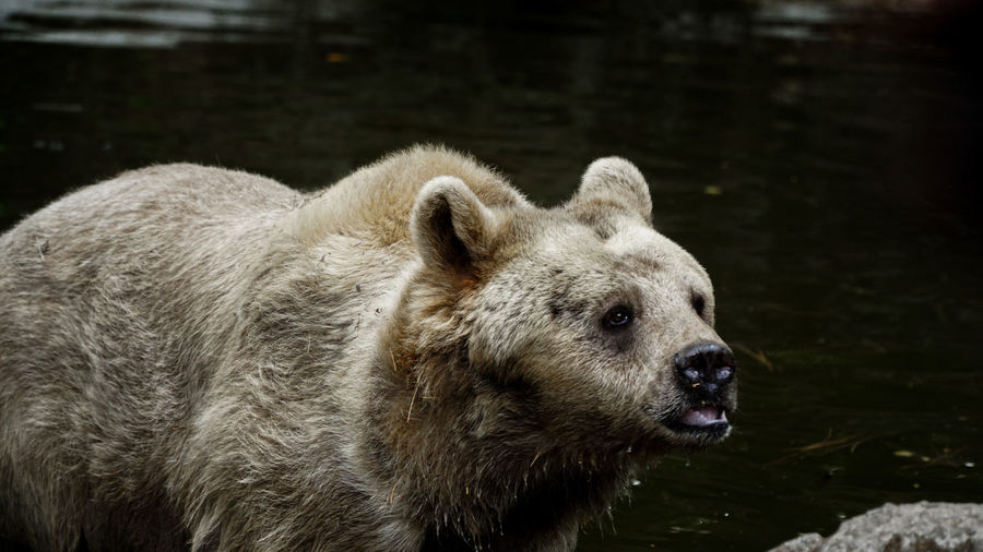 Close-up of grizzly bear looking away