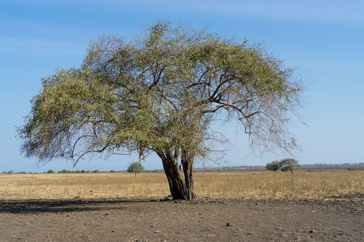Tree on field against clear sky