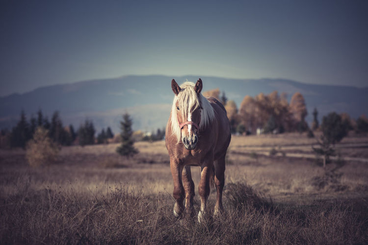 Horse standing in field