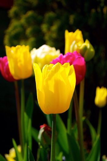 Close-up of yellow tulip blooming on field