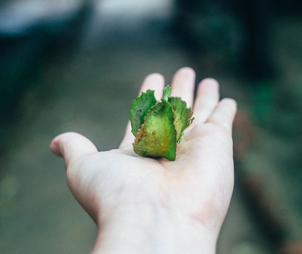 Cropped hand holding plant pod