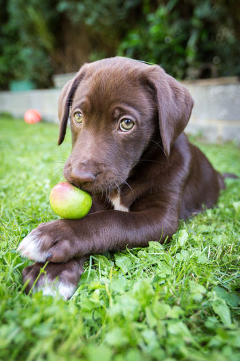 Close-up portrait of dog with apple lying on grass