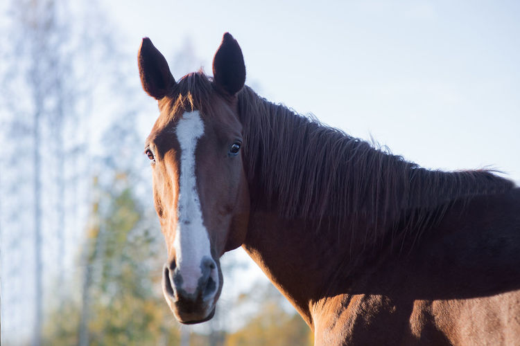 Portrait of beautiful brown horse looking to camera