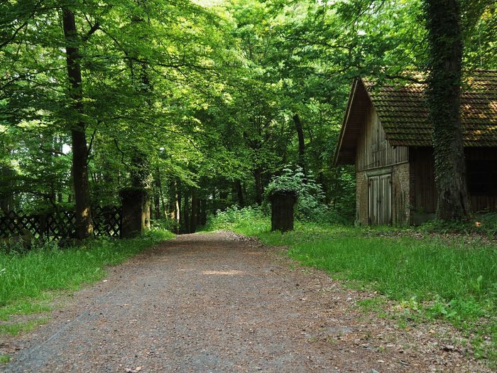Walkway amidst trees