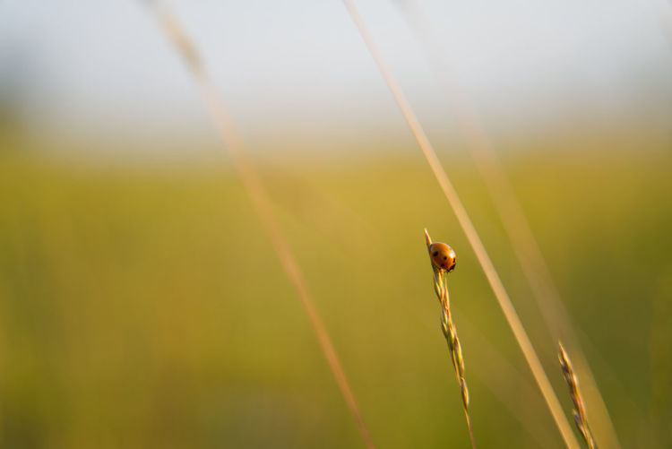 Close-up of insect on plant during sunset