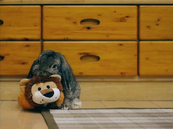 Bunny holding stuffed lion toy on floor at home