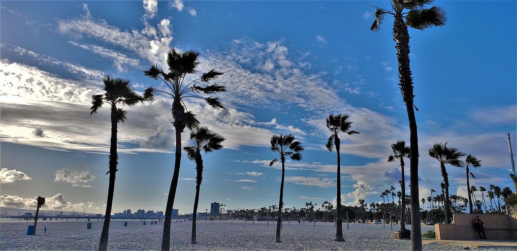 Palm trees on beach against sky