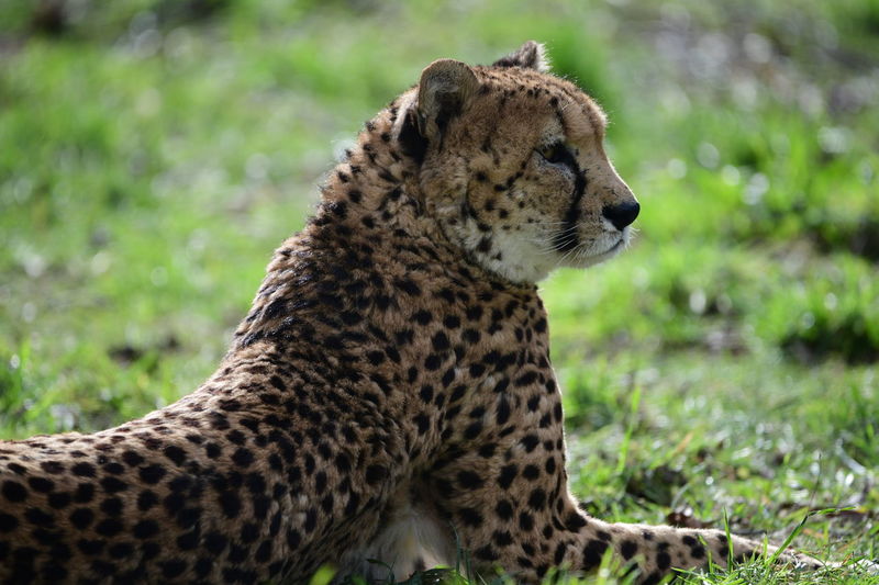 Close-up of a cheetah looking away