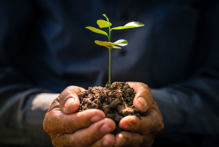 Plant growing on soil with hand holding over sun and sunlight
