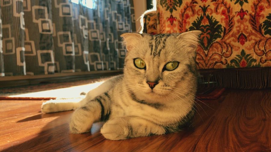 Cat resting on hardwood floor