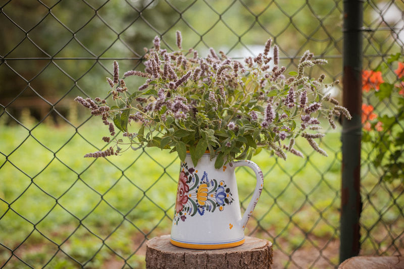 Close-up of potted plant