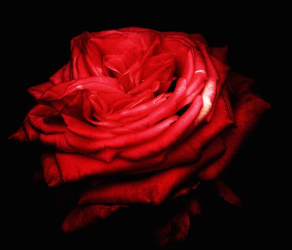 Close-up of red rose over black background