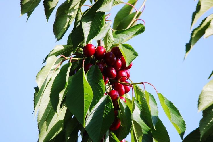 Low angle view of red berries growing on tree against sky