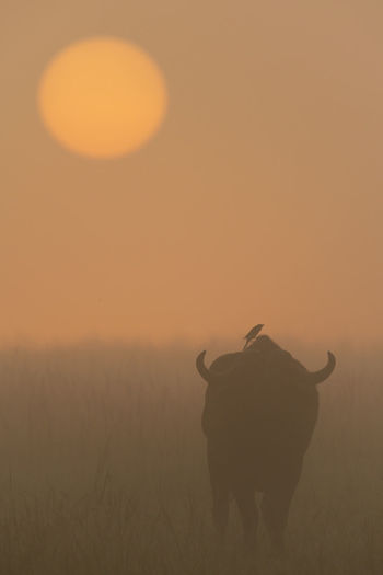 Bird on cape buffalo walking towards sunrise