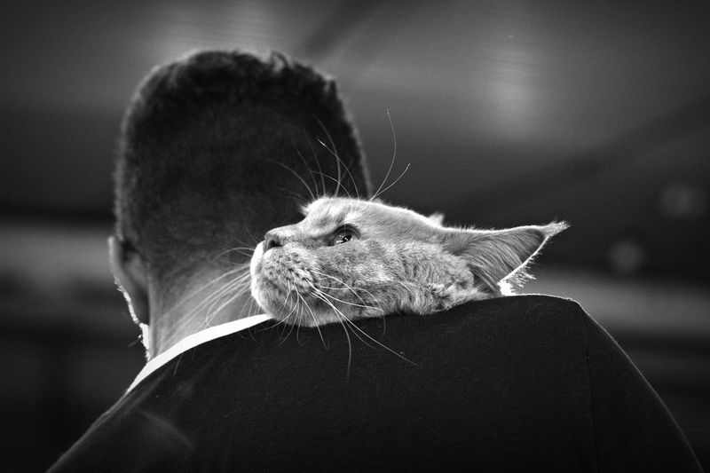Black And White Cat pictures Curated Photography on EyeEm