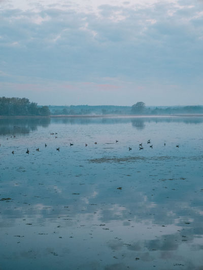 View of birds in lake against sky