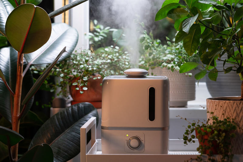 Steam from humidifier, moistens dry air surrounded by indoor houseplants. home garden, plant care