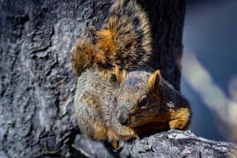 Close-up of squirrel watching surroundings 