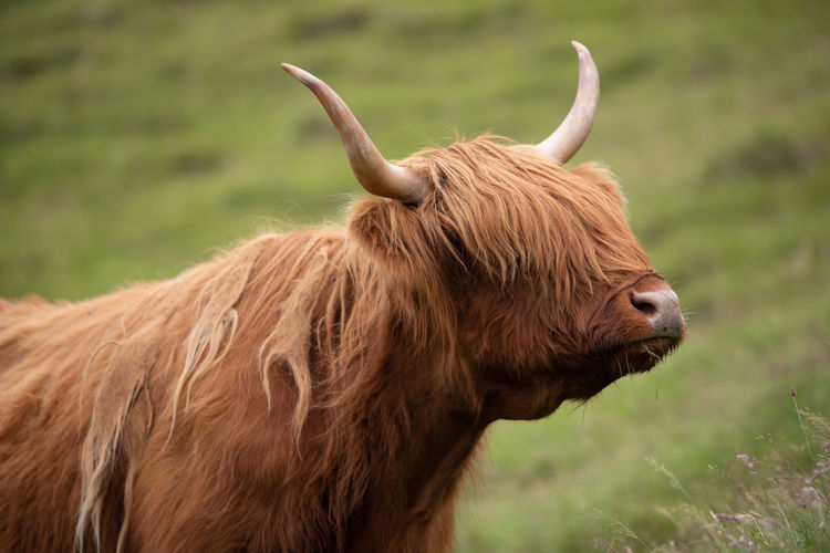 Close-up of a highland cow on field