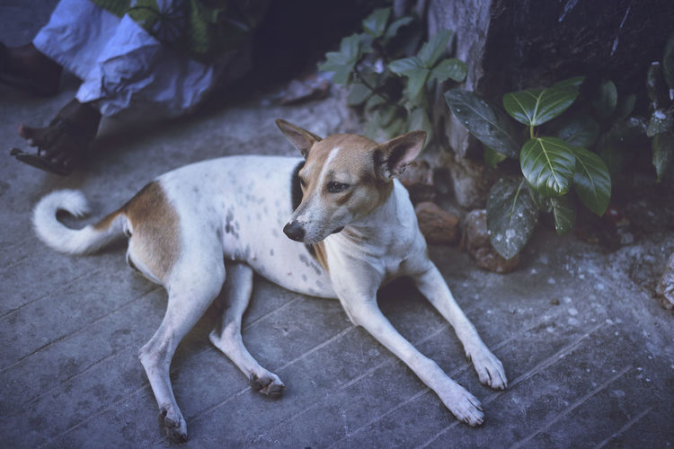 High angle view of a stray dog