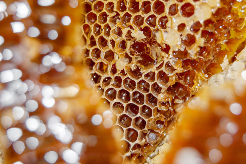 Gold honey in honeycomb closeup. bee products with fresh honeycomb, honey products