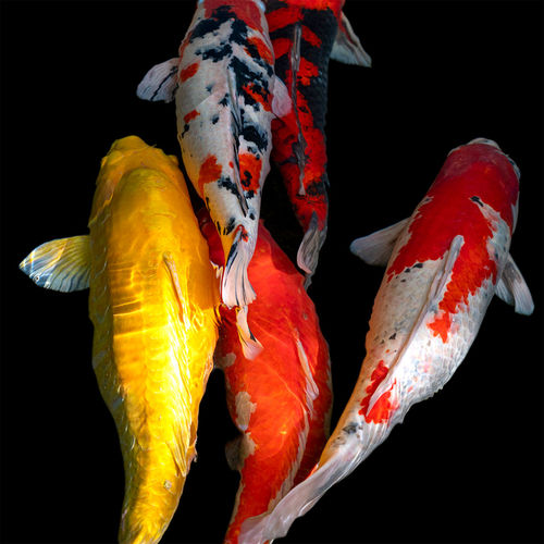 koi