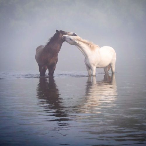 Two horses in a water
