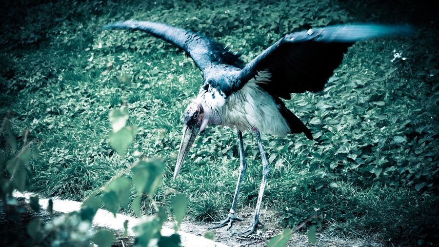 Bird flying