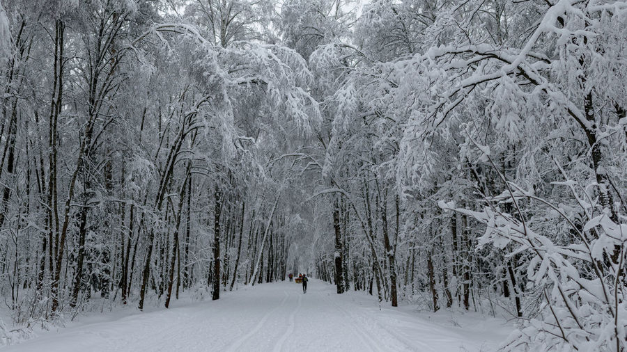 Bare trees in forest during winter