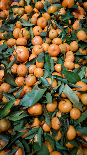 Santang orange in indonesia only in certain seasons specially when chinesse year happening