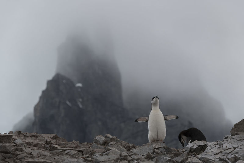Chinstrap penguin nesting at spigot peak, in orne harbor on the antarctic peninsula.