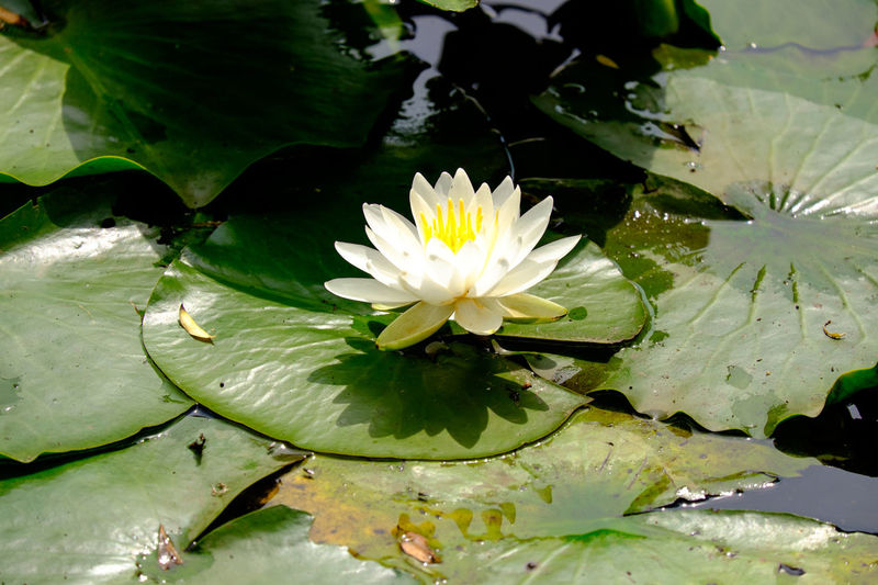 High angle view of white lotus lily blooming in pond