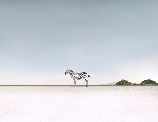 Zebra standing at beach against sky
