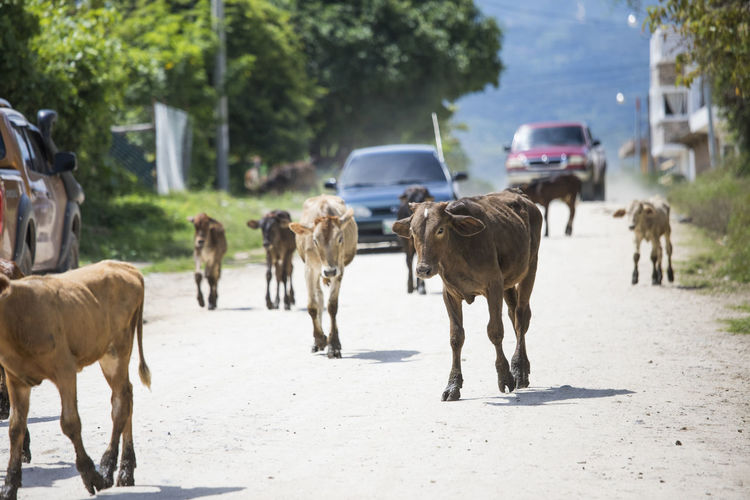 Cows wander on roadway, blocking traffic.