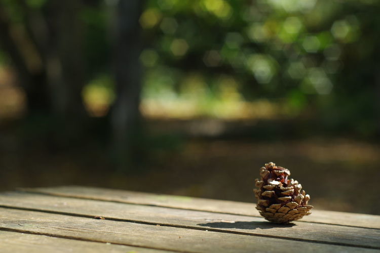 Close-up of shell on wooden table